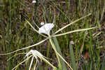 Henry's spiderlilly